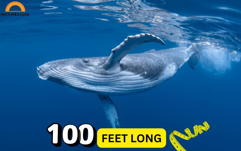 The blue whale, the largest animal on Earth, can grow up to 100 feet in length.