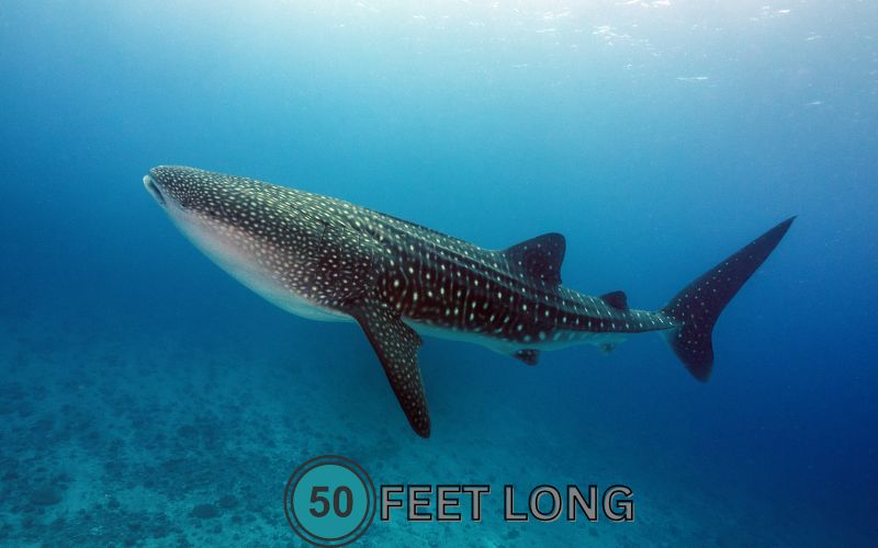 Nature offers a stunning example of 50 feet: the length of a large whale, such as a humpback or fin whale. These majestic creatures, swimming through the ocean’s depths, can grow to 50 feet or more, their bodies a living embodiment of this distance.