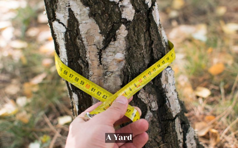 A Garden Ruler is about a yard in length