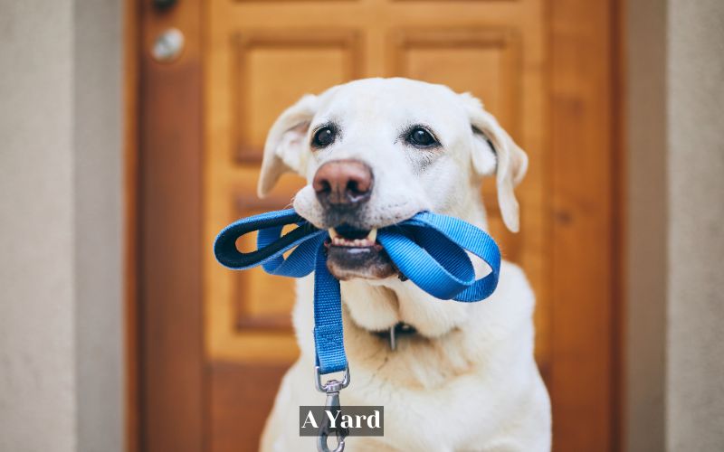A Small Pet Leash is Almost a Yard