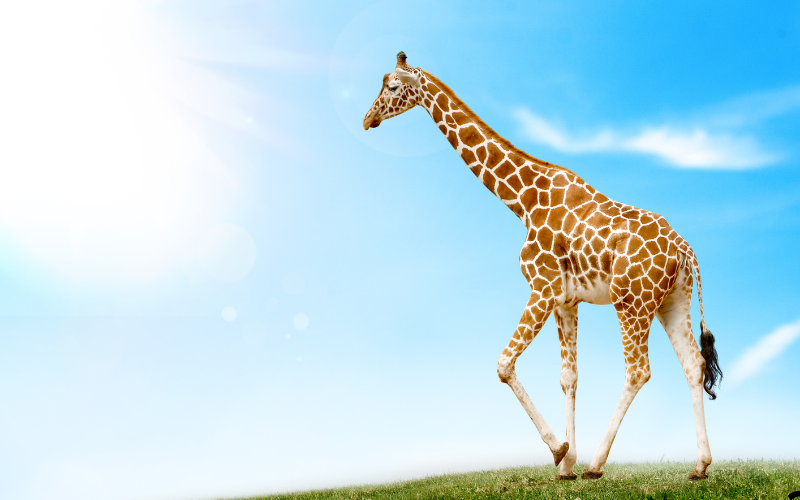 How Tall Is 71 Inches?