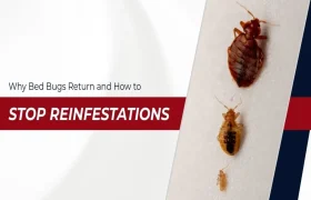 Bed Bugs Return