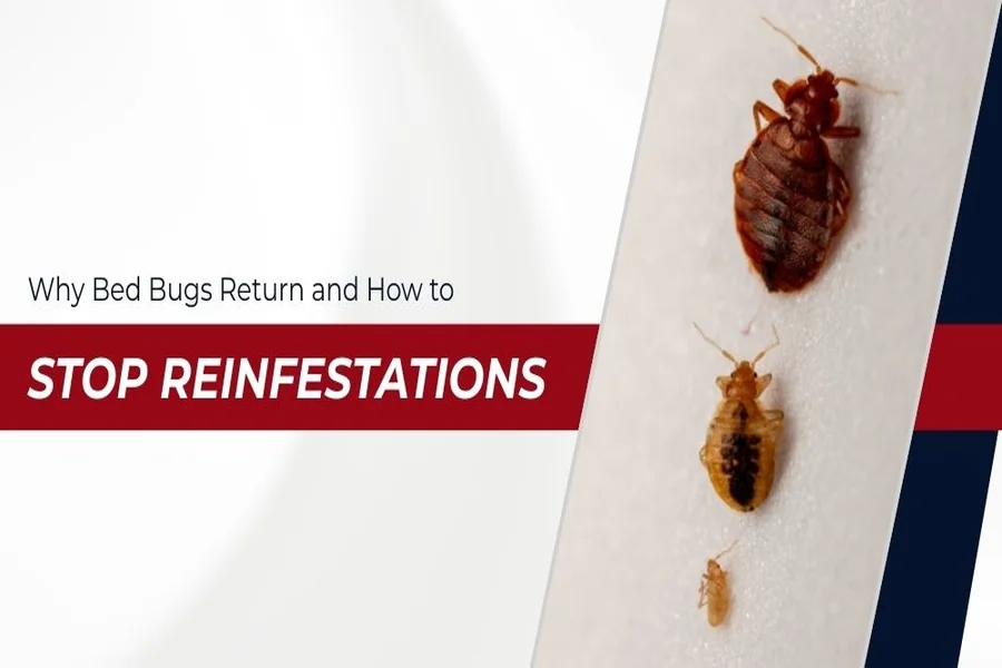 Bed Bugs Return