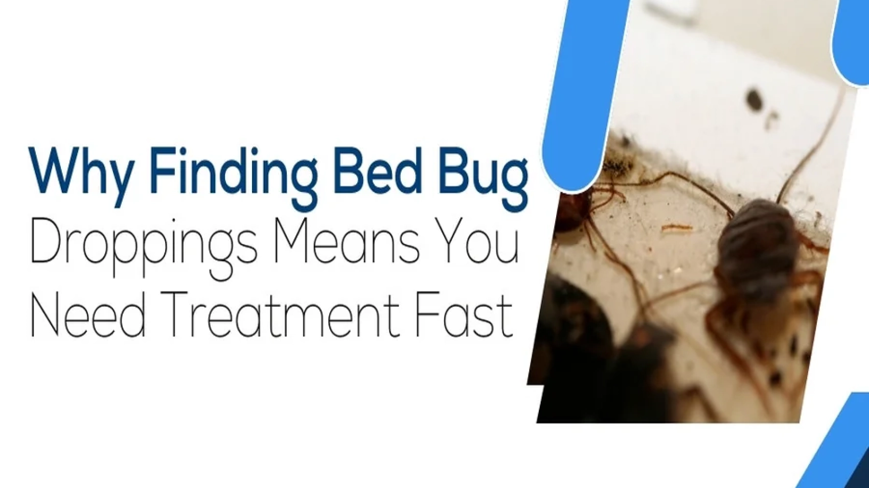 Finding Bed Bug Droppings Means
