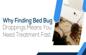 Finding Bed Bug Droppings Means