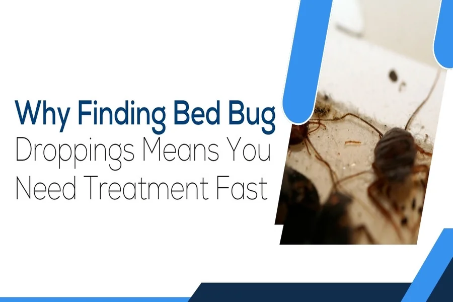 Finding Bed Bug Droppings Means
